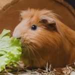 are guinea pigs noisy at night