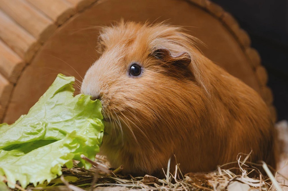 are guinea pigs noisy at night