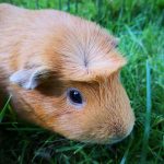 signs your guinea pig is in heat