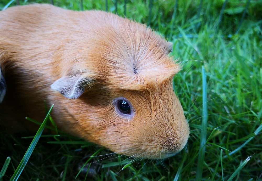 signs your guinea pig is in heat