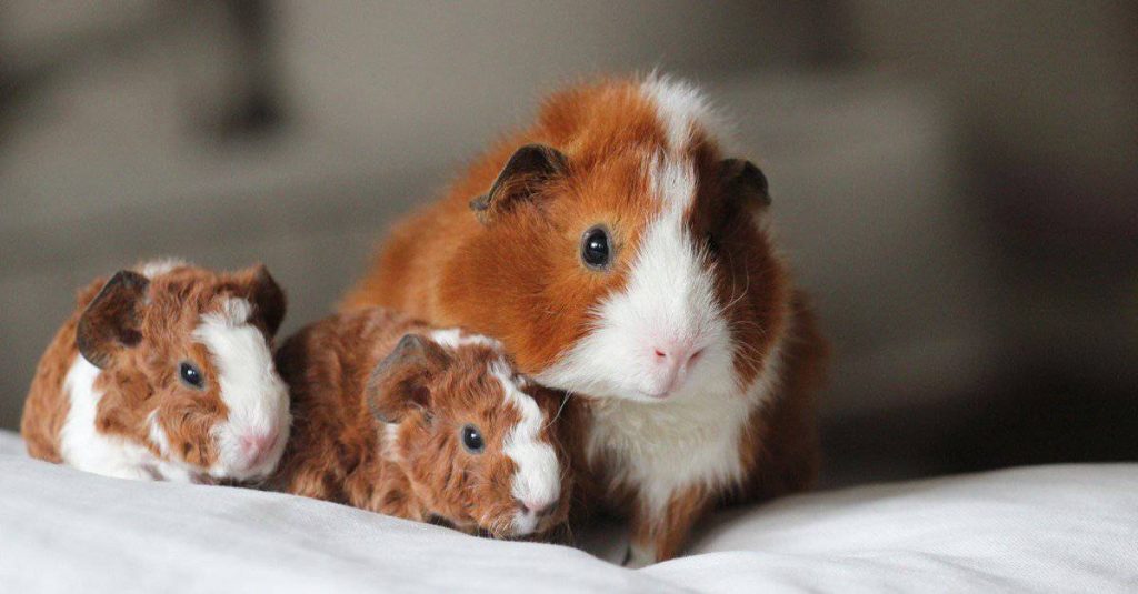 How To Tell If Your Guinea Pig Is Pregnant